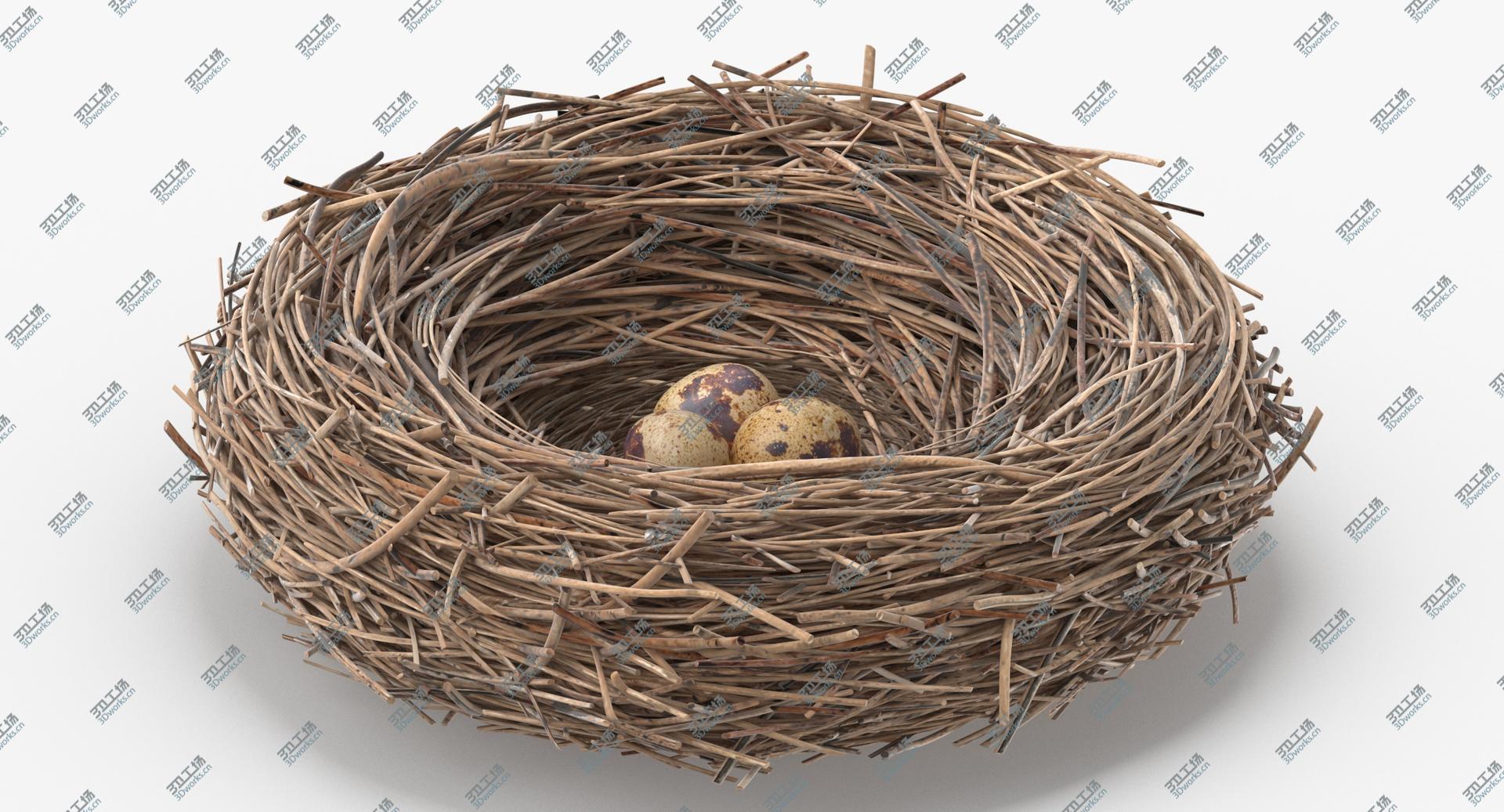 images/goods_img/2021040162/3D Bird Nest 03 With Quail Eggs model/2.jpg